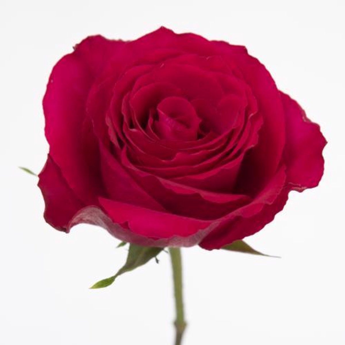 10x Rosa madam cerise 70cm