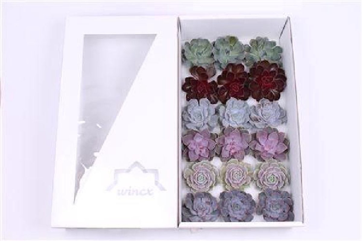 18x Echeveria mix love