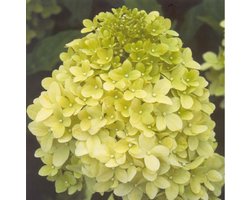1 x Hydrangea paniculata 'Limelight'