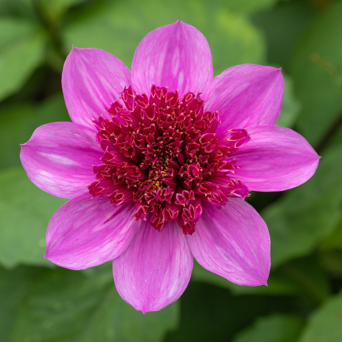 Anemoonbloemige dahlia (Dahlia anemone) - Dahlia Blue Bayou - Bijen-Vlinders - Snijbloemen - Zomerbollen