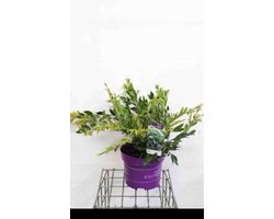 Distylium myr. 'Vintage Jade'® - Distylium 40- 50 cm in pot