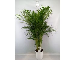 Dypsis lutescens Chrysalidoca - Hoogte 105cm - Potmaat 19cm - Luchtzuiverende Kamerplant - Plant binnen