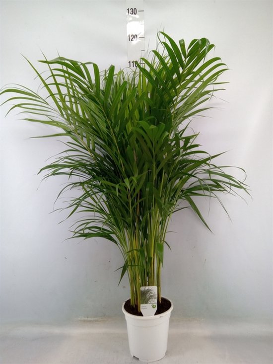 Dypsis lutescens Chrysalidoca - Hoogte 105cm - Potmaat 19cm - Luchtzuiverende Kamerplant - Plant binnen