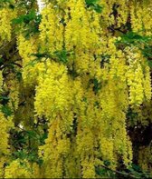 Laburnum wat. 'Vossii' - Cytise bâtard, Cytise à grandes fleurs 40-60 cm en pot