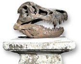 Lifesize replica van een Tyrannosaurus rex schedel (AHNH 5027) | Jim