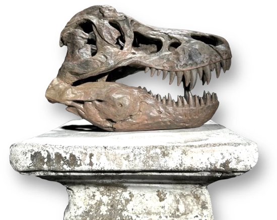 Leylor Dinosaur Skull Model -Resin Dinosaur Skull Model Simulated