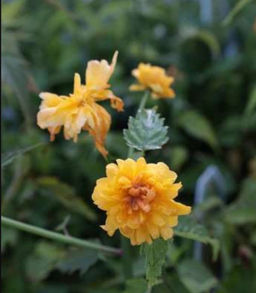 2 x Cistus monspeliensis - Cistusroos Of Rotsroos C2 cm in pot