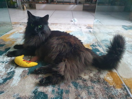 Yeowww! Banaan Kicker - Catnip Kattenkruid Speeltje voor Katten - Geel - 18 cm