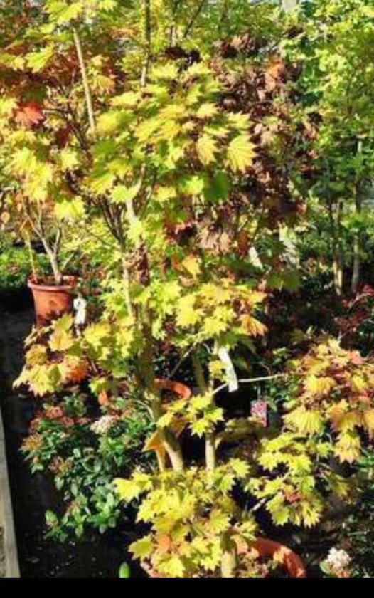2 chemises Acer . 'Aureum' (japonais) 'aureum') - Esdoorn jaune 25- 30 cm en pot