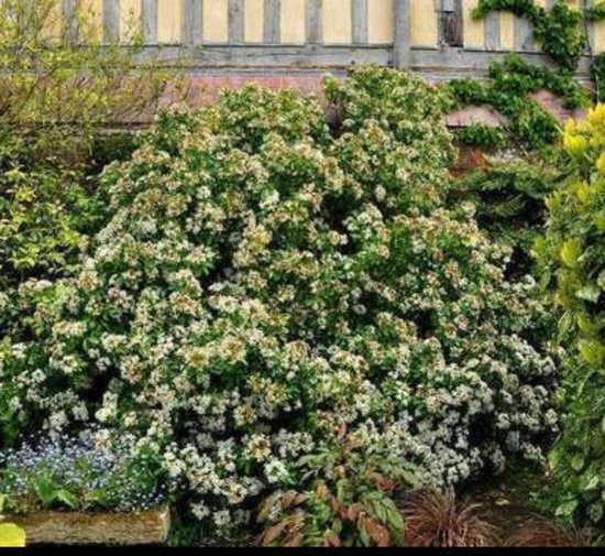 Un grand arbuste Choisya ternata en fleurs, avec de nombreuses fleurs blanches.