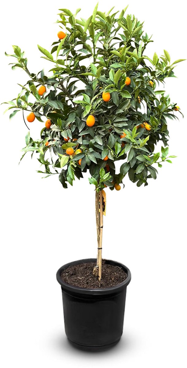Sunny Tree - Kumquat - Citrus Fortunella - 150 cm - 8 Jaar Oud - Citrusboom in 18L Pot - Voor Binnen en Buiten