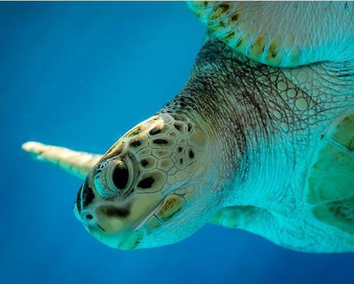 Schilderenopnummers.com® - Schilderen op nummer volwassenen - Schildpad Curacao - 50x40 cm