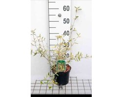 Corokia virg. 'Sunsplash' - Kornoelje 25- 30 cm in pot