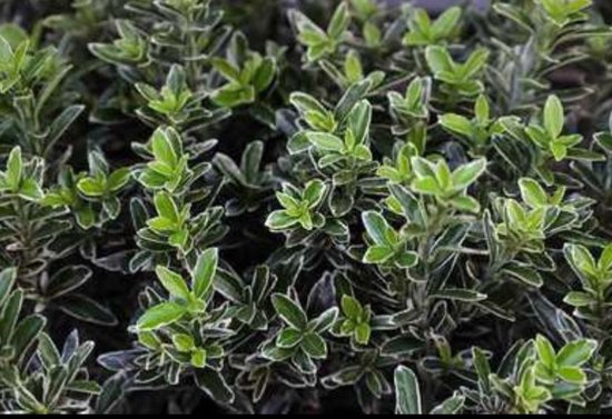 2 x Euonymus japonicus - Chapeau de cardinal japonais 40-60 cm en pot