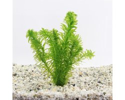 Moerings Elodea Densa | Waterpest | in Terracotta Pot