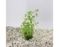 Bacopa Caroliniana 100cc cup - Aquariumplanten InVitro - Aquarium decoratie - Aqua Producten - Moerings