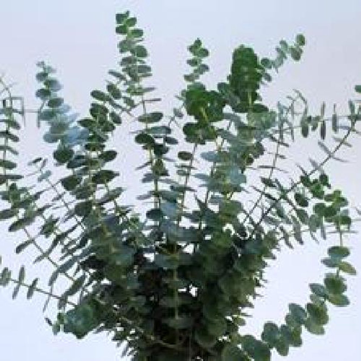 5x Sg eucalypthus baby b.kort 40cm