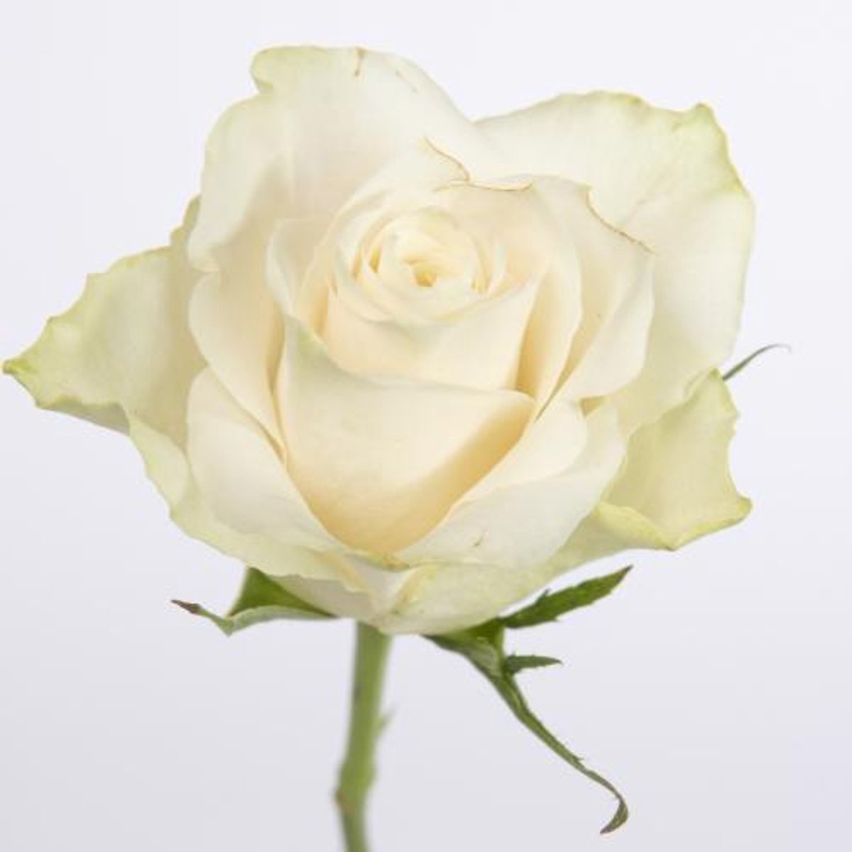20x Rosa athena 40cm
