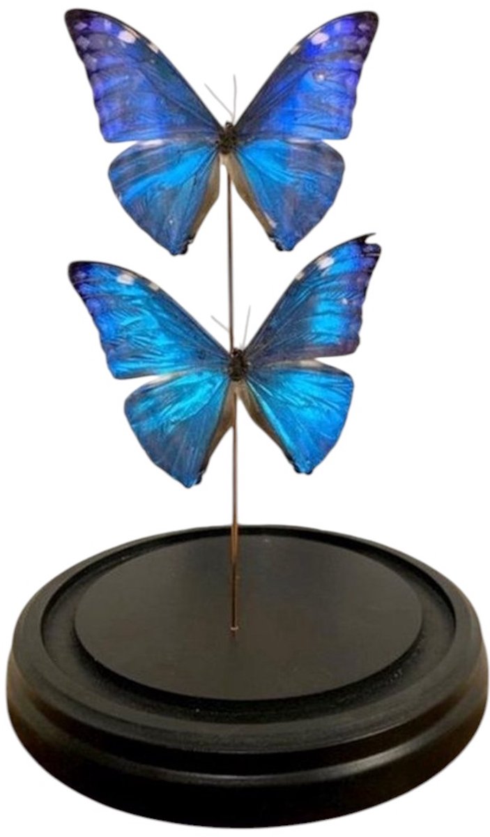 Opgezette Vlinders in Stolp - Vlinder In Glazen Stolp - Vlinderstolp Glas - 30 x 30 x 18 cm