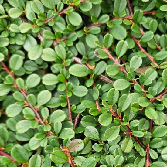 Les plantes de Frank | 60 Plantes de néflier nain | Cotoneaster praecox 'Streib's Findling' | Plantes couvre-sol rustiques | plantes de jardin | Plantes vivaces rustiques vivaces | Plantes de jardin résistantes à l'hiver