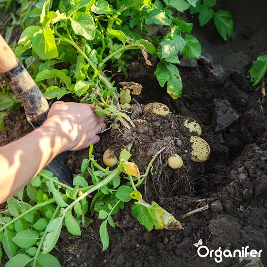 Groningse aardappelteler brengt eerste Frieslanders in de grond - Nieuwe Oogst Groningse aardappelteler brengt eerste Frieslanders in de grond - Nieuwe Oogst