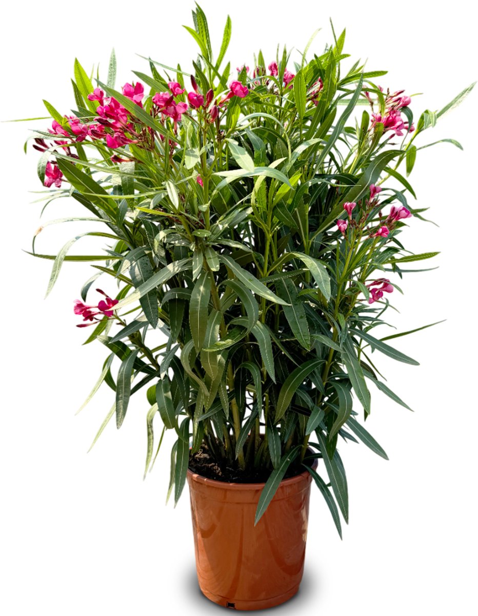 Sunny Tree - Plant - Oleander- Nerium Oleander - 140-160 cm - Kleur Rood - Buitenplant