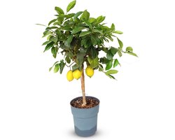 Sunny Tree - Citroenboom 90 cm - Citrus Limon - 3 Jaar Oud - Citrusboom in 10L Pot - Voor Binnen en Buiten