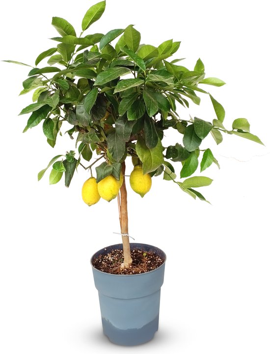 Sunny Tree - Citroenboom 90 cm - Citrus Limon - 3 Jaar Oud - Citrusboom in 10L Pot - Voor Binnen en Buiten