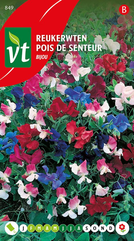 Reukerwten 'Bijou' Zaden - Lage Planten met Bloemen Boven het Bladerdek