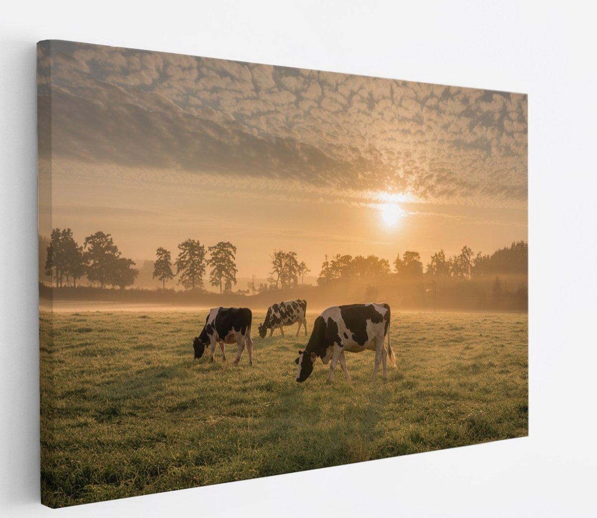 Saammp Canvas Schilderij - Groep koeien in de zonsondergang - Nederland - Dieren - 45x30 - Foto op canvas - Wanddecoratie - Muurdecoratie Woonkamer - Slaapkamer decoratie - Canvas Print Multicolor
