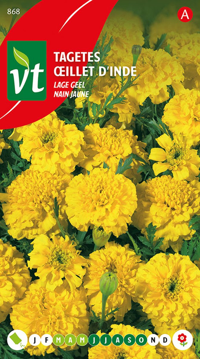 Tagetes 'Lage Geel' - Stralende Gele Bloemen voor Borders en Potten