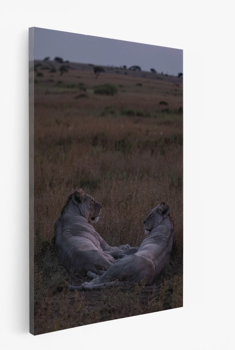 Saammp Canvas Schilderij - 2 leeuwen in de savanna - Dieren - 30x45 - Foto op canvas - Wanddecoratie - Muurdecoratie Woonkamer - Slaapkamer decoratie - Canvas Print Multicolor