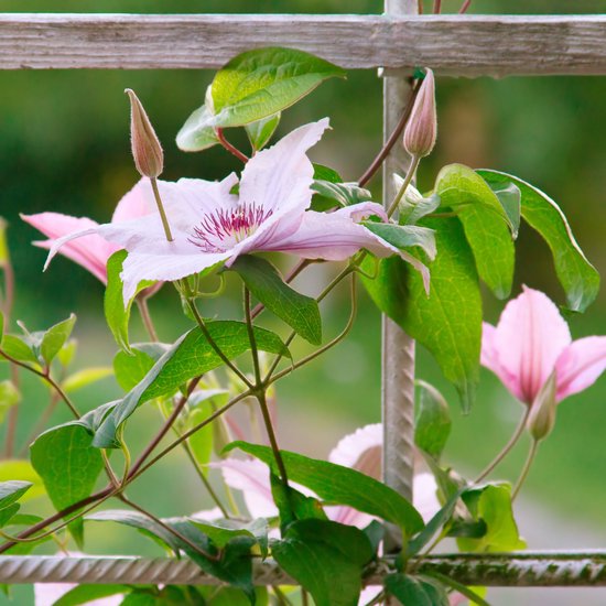 Clematis Tricolor Collection (3 planten), Mix van 3 soorten, 1 van elke kleur, winterhard en meerjarig, vaste planten uit Nederland (geen zaad, bollen en niet kunstmatig), wit rood roze paarse kleuren