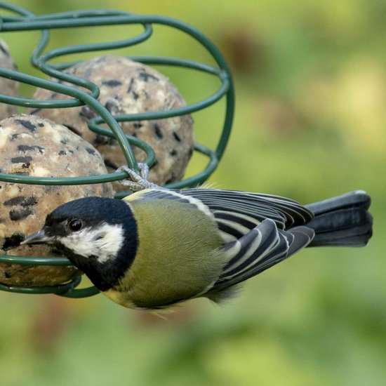 Koolmees eet van een vogelvetbol in een groene metalen voeder.