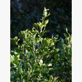 Pruim (Prunus) - Laurocerasus Rotundifolia - Vaste planten - Groenblijvend - Haagplanten - Voorjaarsbollen - bloeit in Mei / Juni