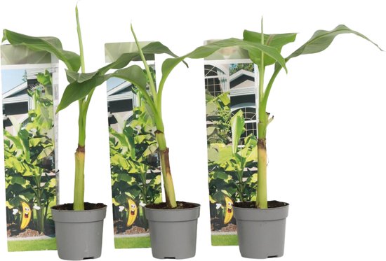Plant in a Box - Set van 3 Musa Basjoo - winterharde bananenplanten - Pot ⌀ 9cm -Hoogte ↕ 35-30cm