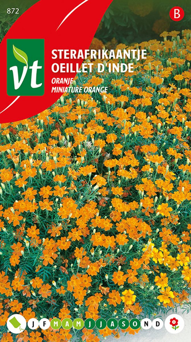 Oranje Sterafrikaantje Zaden - Levendige Kleuraccenten voor Borders en Perken
