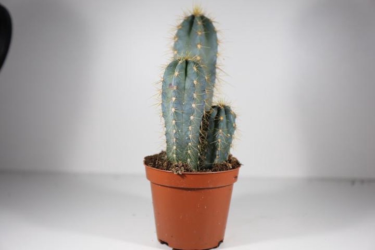 Succulux Cactussenmix – Set van 6 – Potmaat 5,5 cm