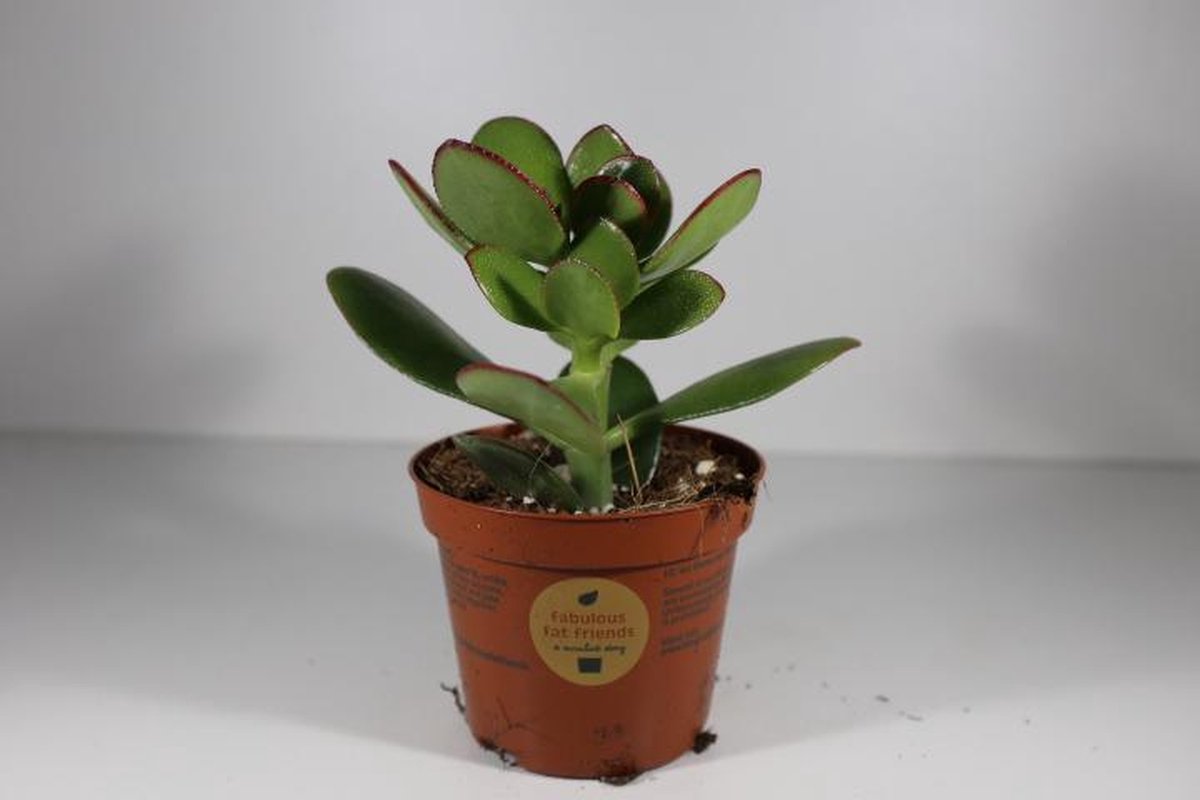 Succulux Succulentenmix – Set van 5 – Potmaat 5,5 cm