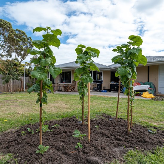 Drie jonge, rechtopstaande planten met grote groene bladeren, geplant in een tuin.