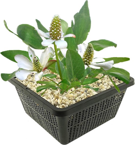 VDVELDE Valse moerasanemoon 4 stuks Anemopsis californica