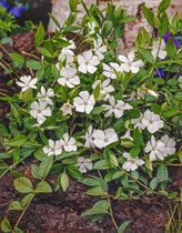 3 stuks | Vinca minor 'Alba' P11 cm