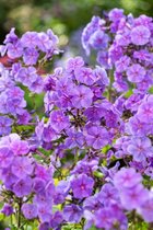 3 stuks | Phlox (P) Sweet Summer Ocean P11 cm