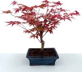 Bonsaiwonder - Acer - Bonsai boompje - Voor binnen en buiten - Hoogte: 40cm, Ø 25cm - Esdoorn