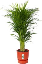 Areca palm met Elho pot terra ↨ 120cm - hoge kwaliteit planten