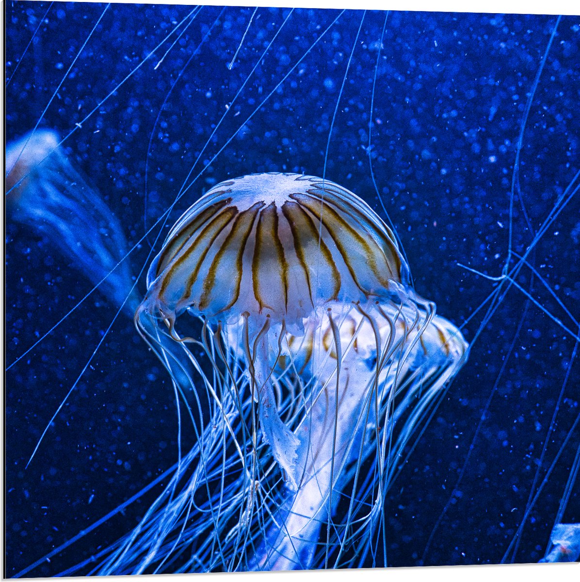 Dibond - Wit met Bruine Kwallen Zwemmend in Aquarium - 80x80 cm Foto op Aluminium (Wanddecoratie van metaal)