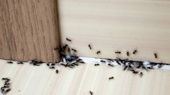 Ferrarium aaltjes tegen mieren - Mieren bestrijden - 24 miljoen Aaltjes - Ongediertewering - Natuurlijke bestrijding
