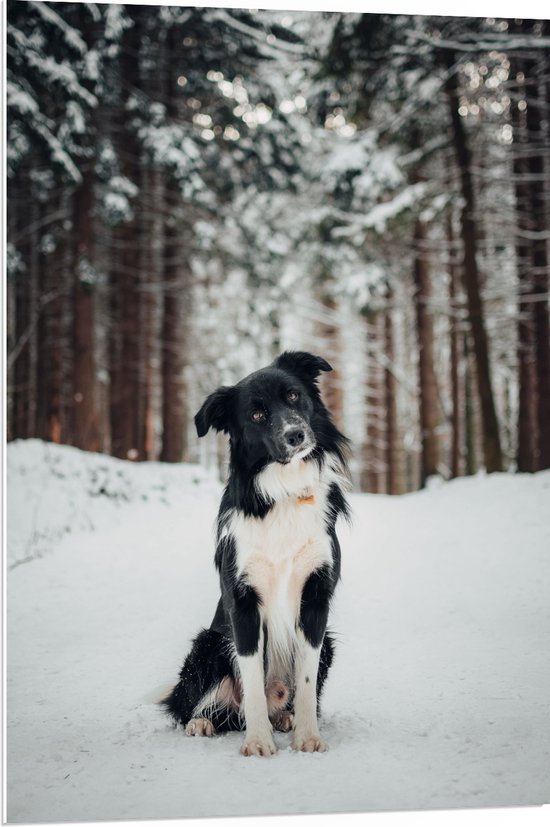 PVC Schuimplaat- Poserende Bordercollie hond in Besneeuwd Bos - 70x105 cm Foto op PVC Schuimplaat