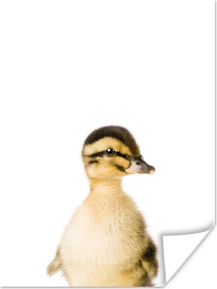 Poster Eend - Geel - Dieren - Natuur - 30x40 cm
