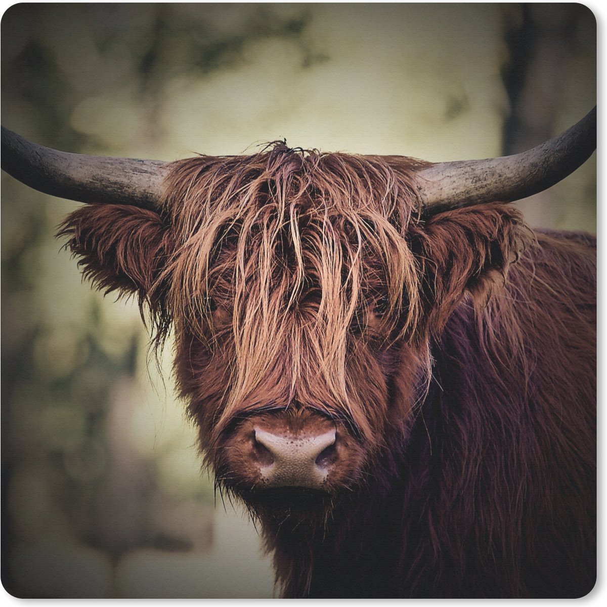 Muismat 20x20 cm - Mousepad Schotse hooglander - Licht - Portret - Natuur - Muismatten